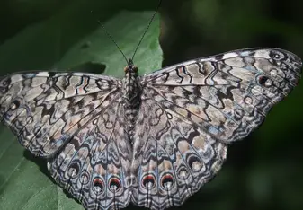 Butterfly drying its wings on a leaf