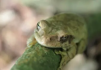 Frog camouflaging on a tree