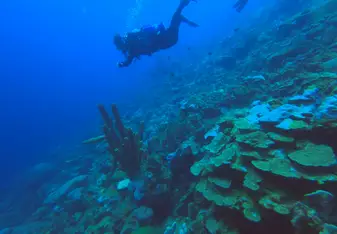 Scuba Diving