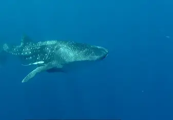 Whale shark