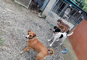 dogs project