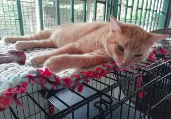 cat at the shelter