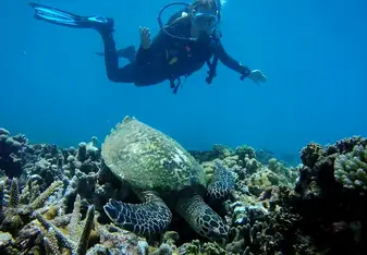 Making turtle friends 