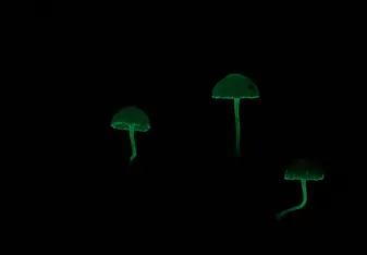 3 glowing mushrooms