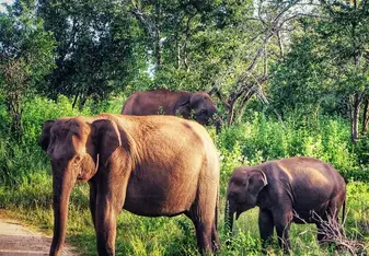 Udawalawe National Park