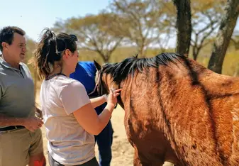 Treating unknown species - a resident horse who had a lump removal.