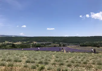 The lavender fields