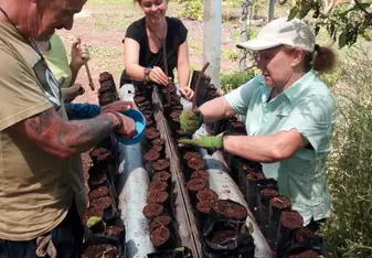 Planting indigenous plants