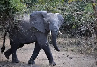 Joyful elephant on safari