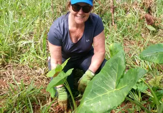Transplanting “Elephant Ear” for feeding the Giant Tortoises