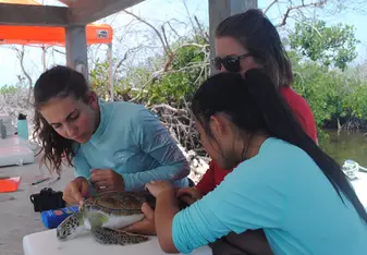 We caught, tagged, and released turtles. 