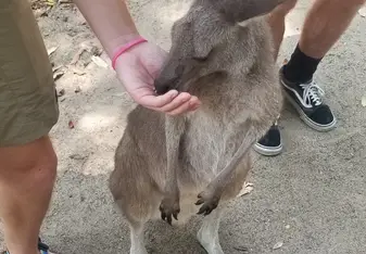 Feeding a kangaroo at the Australia Zoo