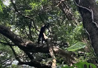 Monkeys!!!