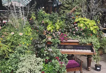 Piano surrounded by plants