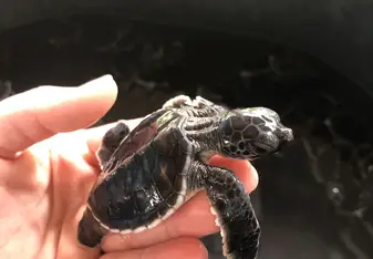 Turtle health care