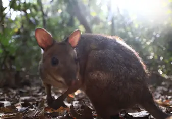A rainforest wallaby named Missy who I got to meet and get to know at Sheoak Ridge 
