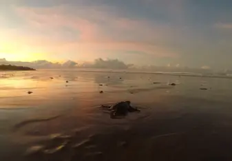 This is a photo of a baby turtle that we were releasing at sunrise in Costa Rica when working with CIRENAS
