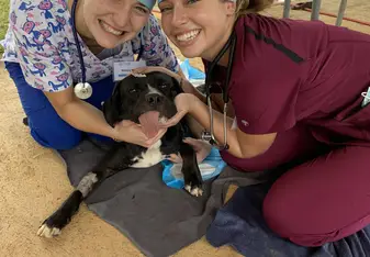 Me and a fellow pre vet student in recovery with a dog after surgery 