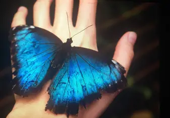 Butterfly in Mariposario - La Fortuna