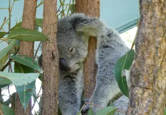 Koala