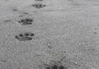 This is a photo I took on jag walk of a young jags paw prints.