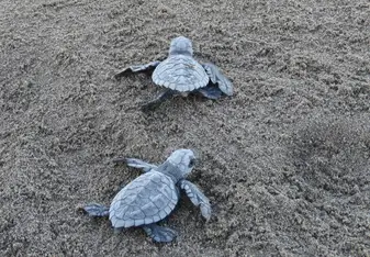 Olive Ridley hatchlings