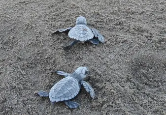 Olive Ridley hatchlings