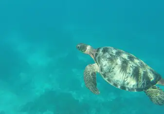 The wildife is extremely friendly and curious, often coming right next to you. 