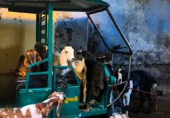 Goats in a todo. Amazing photographic description of what this city is like full of animals and todos/auto rickshaws 