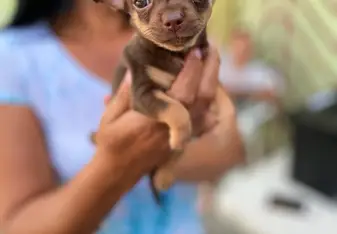 An owners puppy
