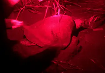 We saw turtles lay their eggs on our night walks and then we retrieved them and placed on a fenced in "hatchery" on the beach so they would be protected. 