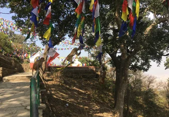 Monkeys swinging from prayer flags at Swayambhu (a famous stupa in Kathmandu)