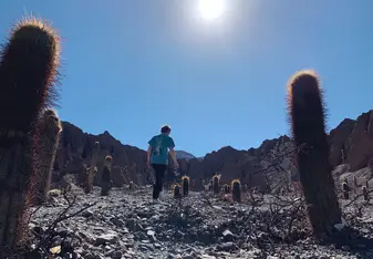 Mountain side and cacti in Salta.