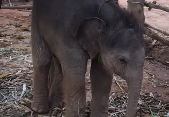 10 day old baby elephant