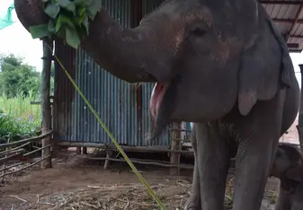 Momma elephant enjoying banana leaves