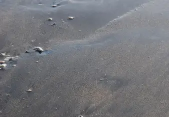 Baby sea turtle returning to the ocean