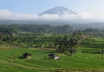 Bali rice terraces