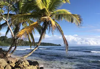 Palm tree and ocean