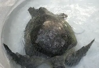 Rehabilitated from a boat strike to the carapace.