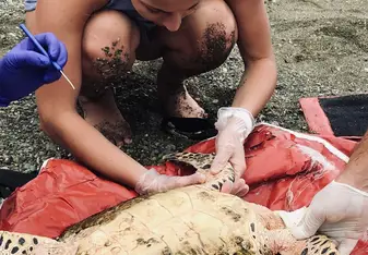 Collecting data on a juvenile.