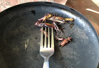 Eight grasshoppers in shades of red and yellow lay on a plate. Next to them is a fork, so you can see they are shorter than the tines, and also remember they are for eating.