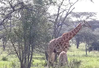 Giraffes in Queen Elizabeth park