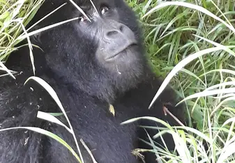 Gorilla trekking