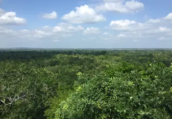 Jungle
