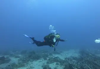 Tanihely deep dive