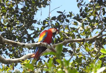 Macaw