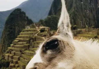 A llama was a bit hungry in Machu Picchu