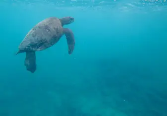 Sea turtle off of Isla Isabela, Galápagos