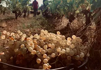 Our vendanges on L'ile Saint-Honorat 