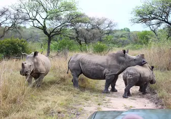 A family of white rhinos